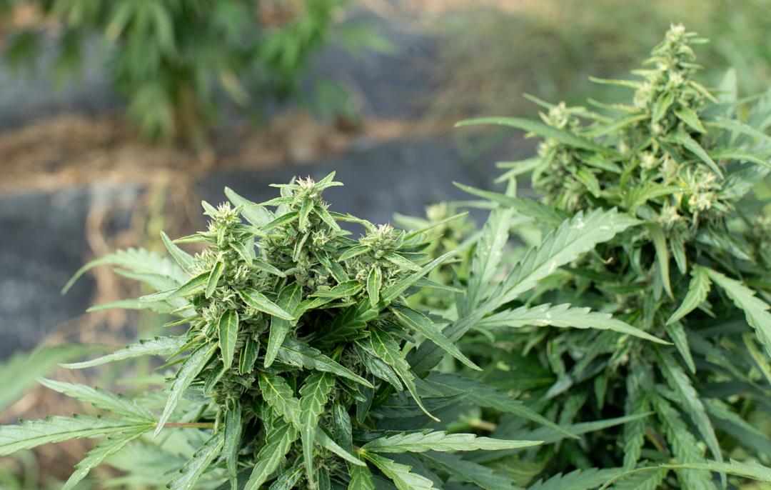 Gros plan sur une plante de chanvre cultiv&eacute;e en Savoie, mettant en valeur ses feuilles et ses fleurs riches en CBD, issues d&rsquo;une culture naturelle et artisanale.